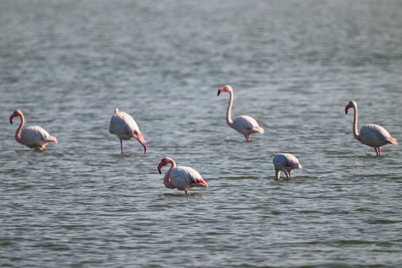 Doğu Akdeniz'de flamingo patlaması! İki katına çıktı - Resim: 6