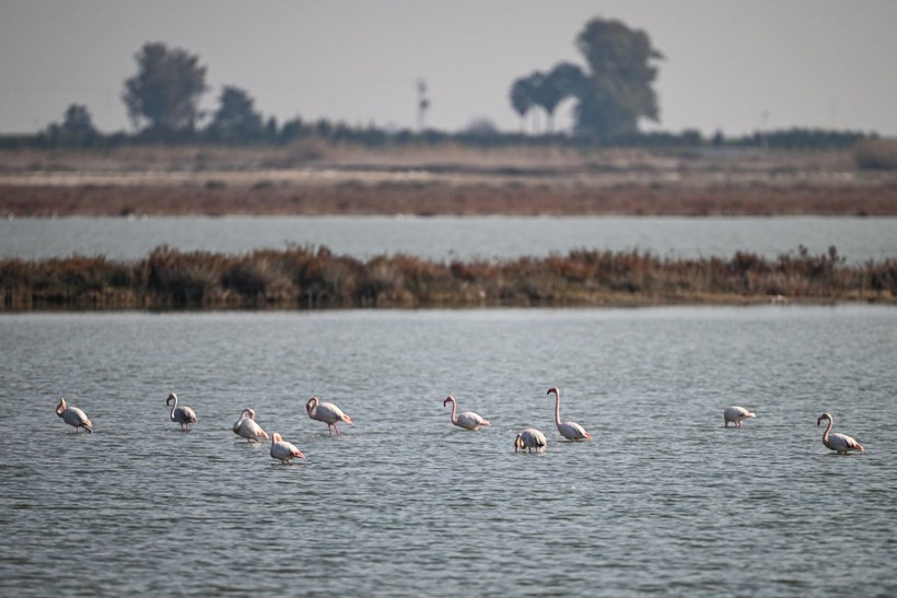 Doğu Akdeniz'de flamingo patlaması! İki katına çıktı - Resim: 8