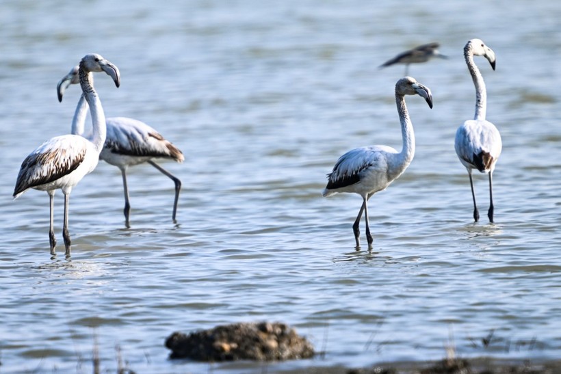 Doğu Akdeniz'de flamingo patlaması! İki katına çıktı - Resim: 13