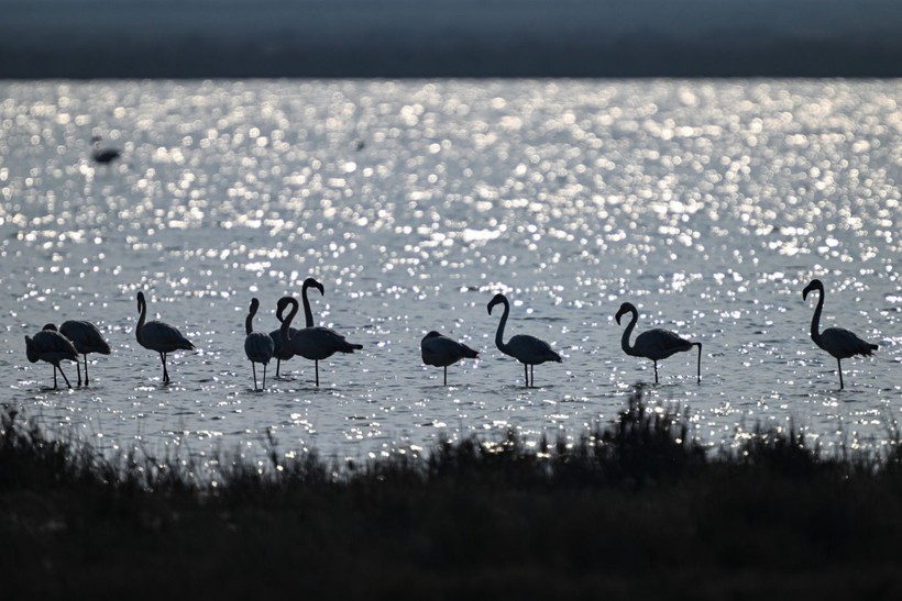 Doğu Akdeniz'de flamingo patlaması! İki katına çıktı - Resim: 14