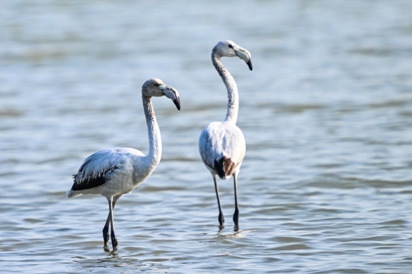 Doğu Akdeniz'de flamingo patlaması! İki katına çıktı - Resim: 20