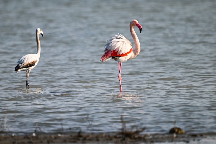 Doğu Akdeniz'de flamingo patlaması! İki katına çıktı - Resim: 21