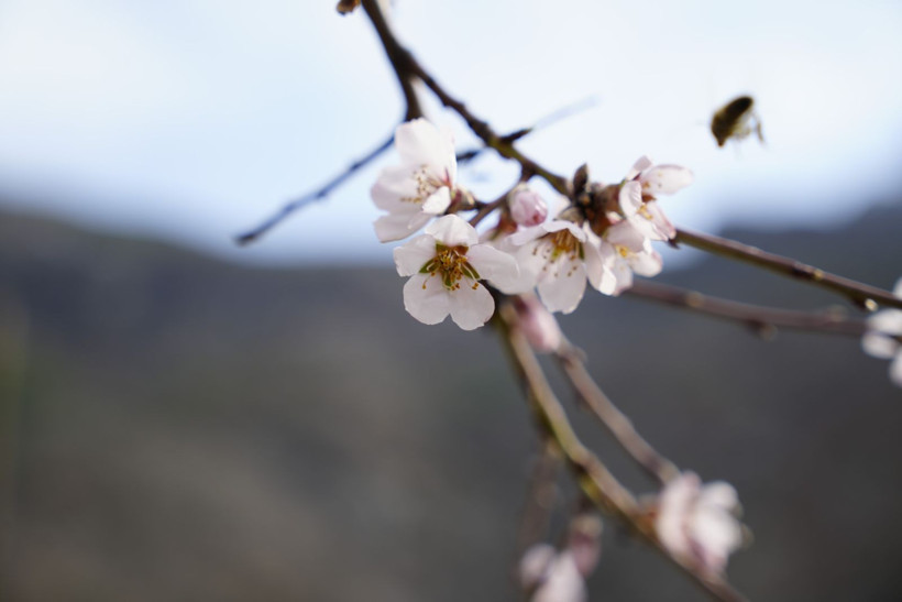 Yalancı bahara aldanıp bir gecede çiçek açtılar - Resim: 1