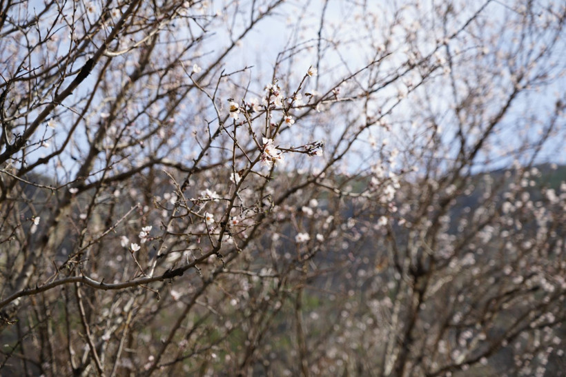 Yalancı bahara aldanıp bir gecede çiçek açtılar - Resim: 2