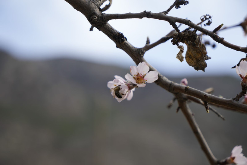 Yalancı bahara aldanıp bir gecede çiçek açtılar - Resim: 3