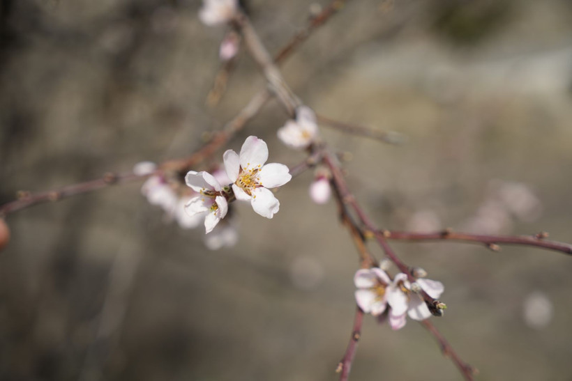 Yalancı bahara aldanıp bir gecede çiçek açtılar - Resim: 4