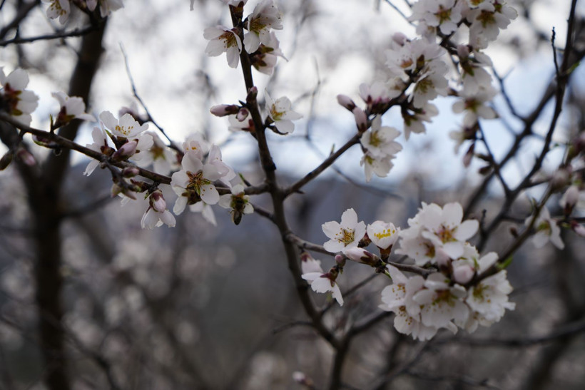 Yalancı bahara aldanıp bir gecede çiçek açtılar - Resim: 5