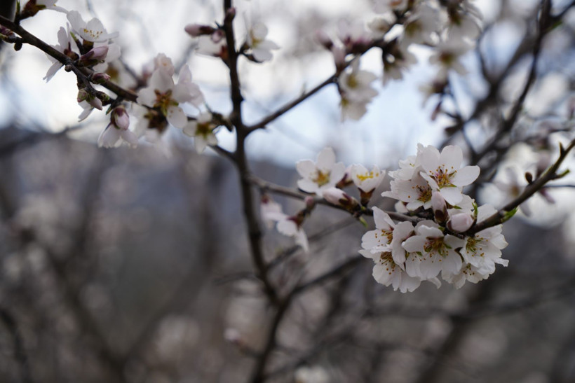 Yalancı bahara aldanıp bir gecede çiçek açtılar - Resim: 7