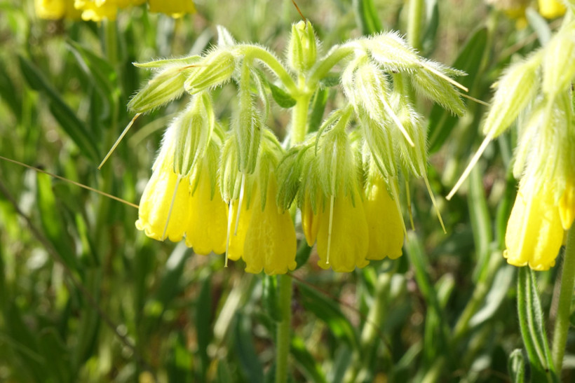 Yeni bir bitki türü keşfedildi: "Pülümür emceği" - Resim : 2