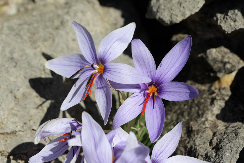 Biyokaçakçılar peşinde! Bu bitkiyi koparmanın bedeli 557 bin TL - Resim : 1