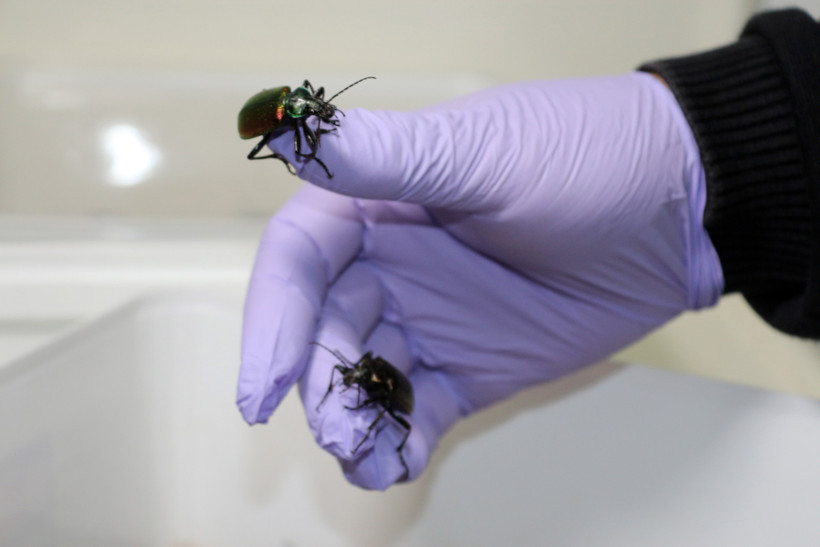 Ağaçlar için seferber oldular: 'Terminatör üretmeye başladık' - Resim : 1