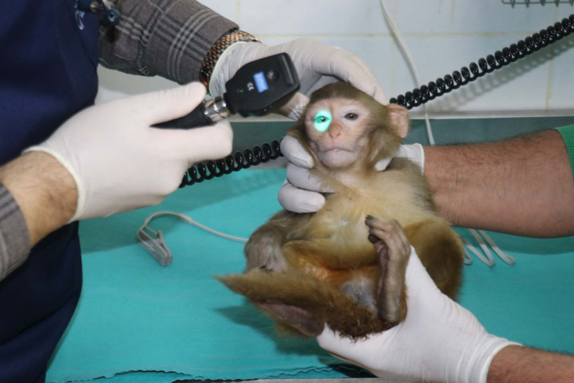 Sınırda bulunan maymunlara karantina - Resim : 2