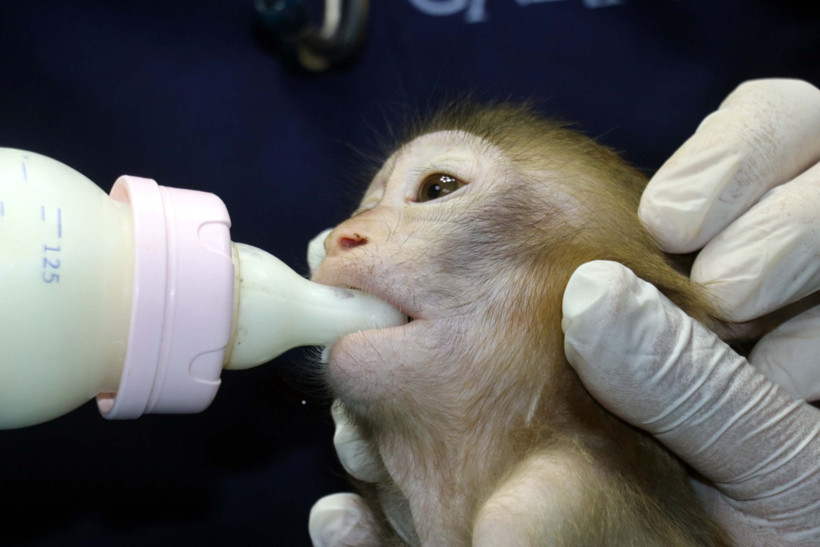 Sınırda bulunan maymunlara karantina - Resim : 4