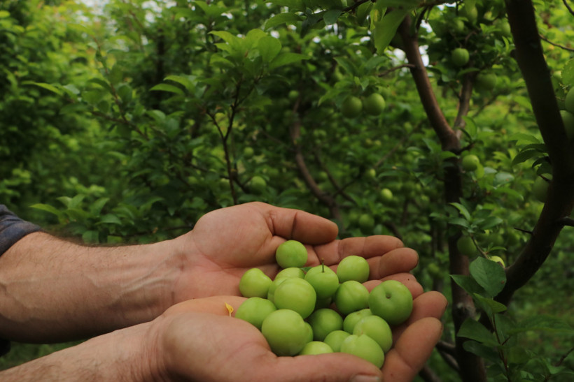 4 bin metrekarede üretip yurt dışına satıyor: Kilosu 500 lira - Resim : 1