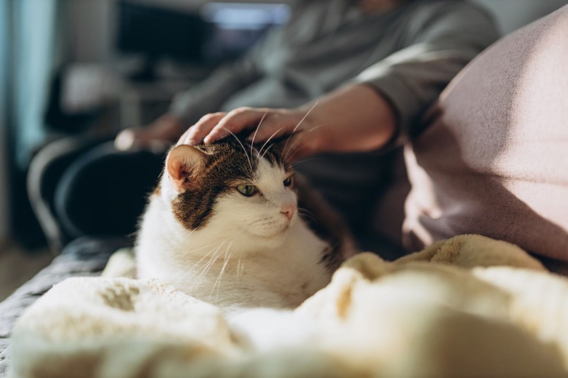 İlginç araştırma: Kedi ve köpekle yaşamak evliliğe eşdeğer - Resim: 13