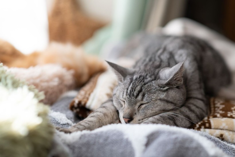 İlginç araştırma: Kedi ve köpekle yaşamak evliliğe eşdeğer - Resim: 3