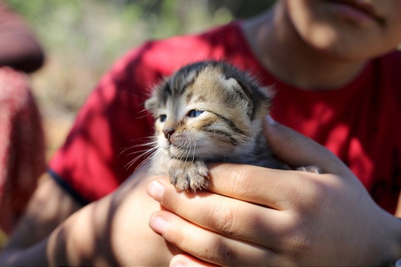 İlginç araştırma: Kedi ve köpekle yaşamak evliliğe eşdeğer - Resim: 10