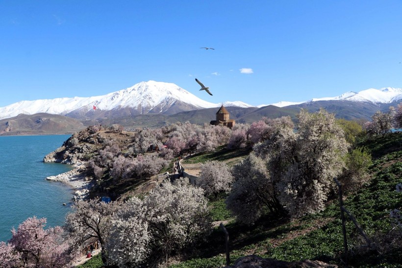 Akdamar'a badem çiçeği akını - Resim: 1