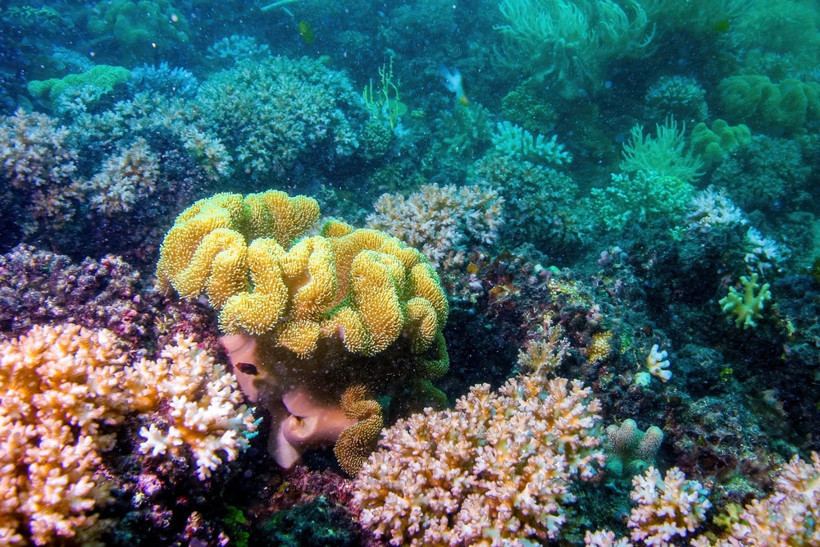 Mercan mezarlığı: Yüzde 84'ü ağardı, bir milyar insan etkilenecek - Resim : 2