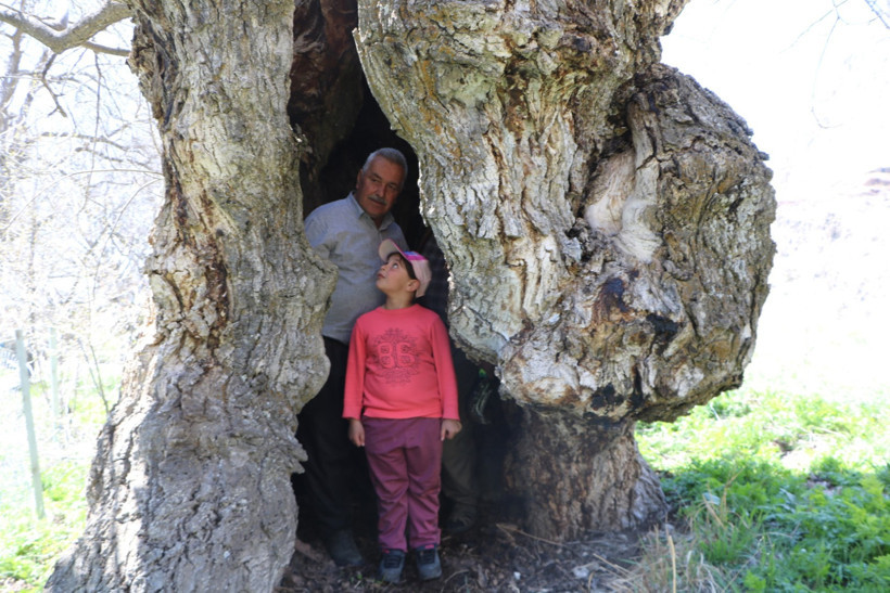 Asırlık ceviz ağacının kovuğuna 12 kişi sığdı - Resim : 4