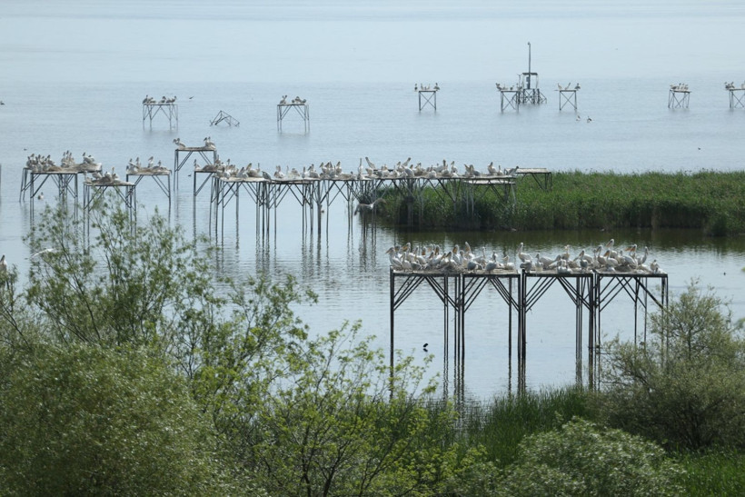 Kuşcenneti’nde bahar coşkusu: Milli Park kuşlarla renklendi - Resim: 18