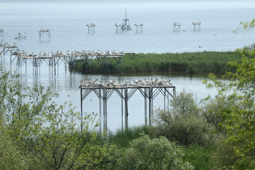 Kuşcenneti’nde bahar coşkusu: Milli Park kuşlarla renklendi - Resim: 13