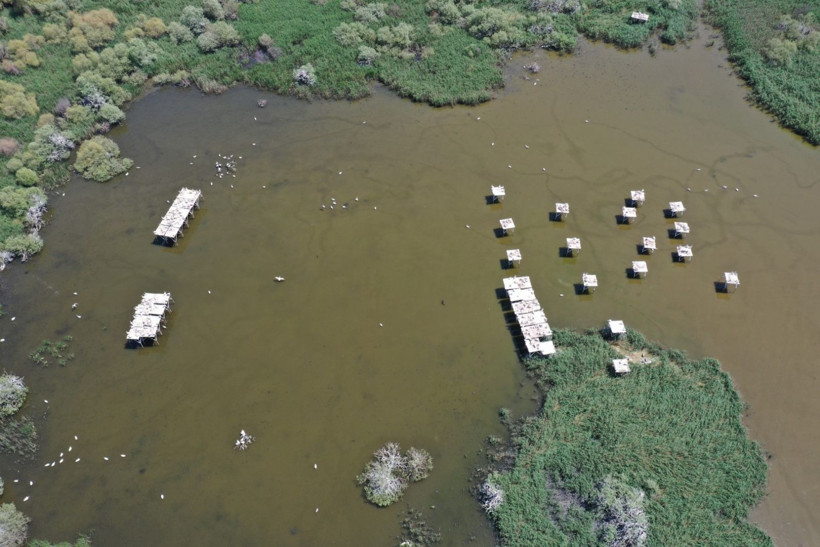 Kuşcenneti’nde bahar coşkusu: Milli Park kuşlarla renklendi - Resim: 10
