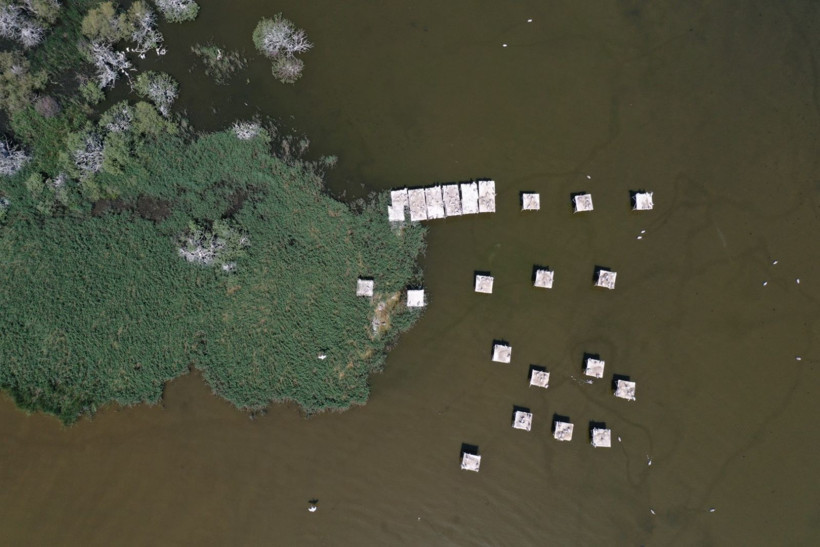 Kuşcenneti’nde bahar coşkusu: Milli Park kuşlarla renklendi - Resim: 9