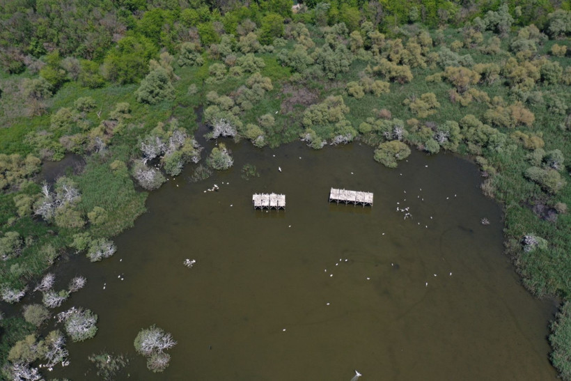Kuşcenneti’nde bahar coşkusu: Milli Park kuşlarla renklendi - Resim: 8