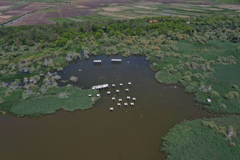 Kuşcenneti’nde bahar coşkusu: Milli Park kuşlarla renklendi - Resim: 7