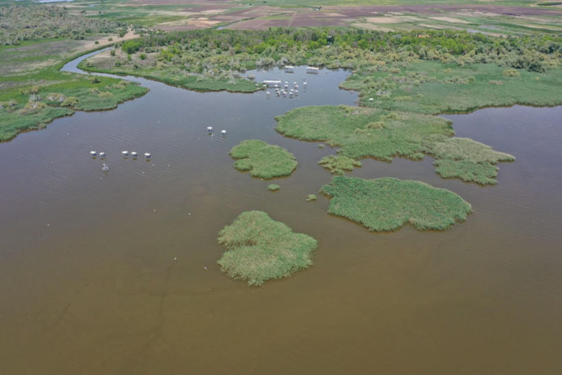 Kuşcenneti’nde bahar coşkusu: Milli Park kuşlarla renklendi - Resim: 6