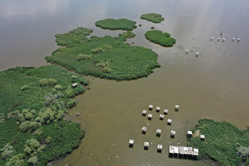 Kuşcenneti’nde bahar coşkusu: Milli Park kuşlarla renklendi - Resim: 3