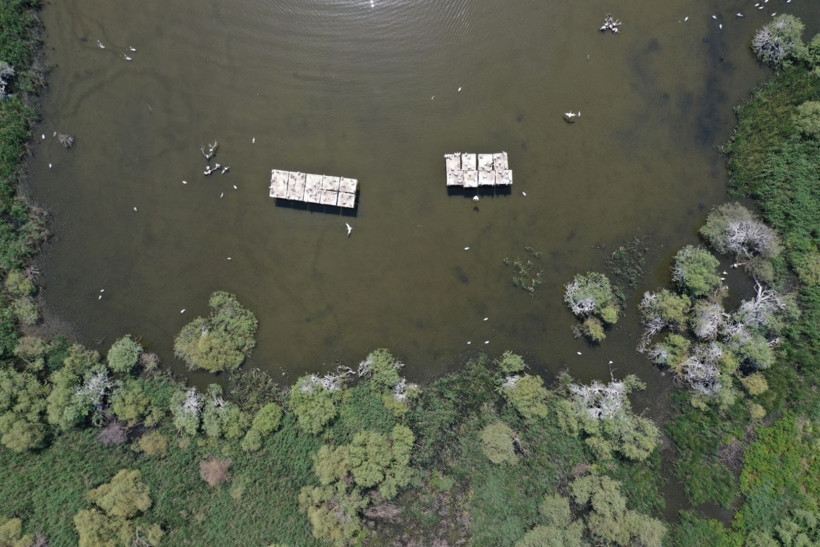 Kuşcenneti’nde bahar coşkusu: Milli Park kuşlarla renklendi - Resim: 2