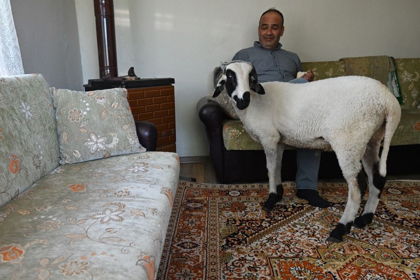 Kurbanlık 'Hilmi' okey masasına yancı oldu - Resim: 3