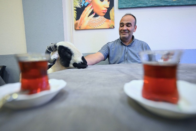 Kurbanlık 'Hilmi' okey masasına yancı oldu - Resim: 11