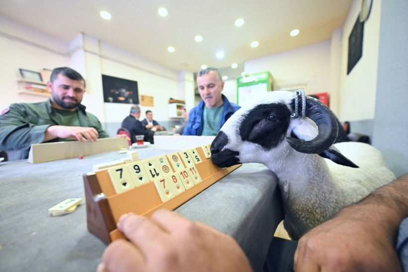 Kurbanlık 'Hilmi' okey masasına yancı oldu - Resim: 13