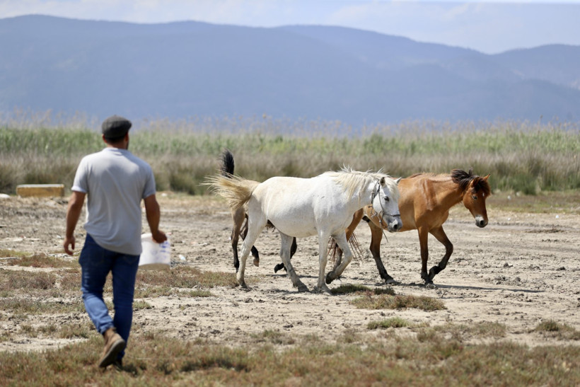 Ambulans şoförü nalbant oldu - Resim : 5