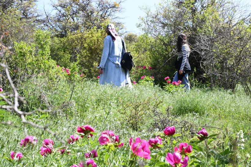 15 gün yaşıyor, doğal ağrı kesici: Koparmanın cezası dudak uçuklatıyor - Resim: 4