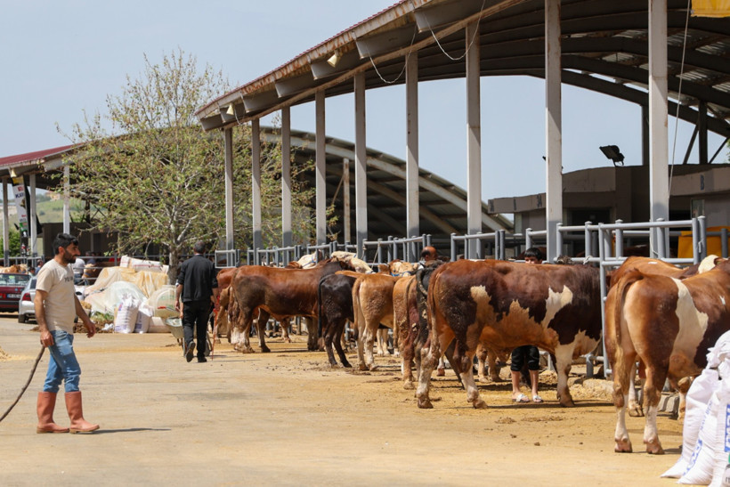 Kurbanlık satışları dibe vurdu - Resim : 1