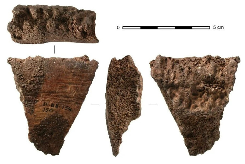 20 bin yıllık balina kemikleri, tarihteki en eski denizcilik aletlerini ortaya koydu - Resim : 1