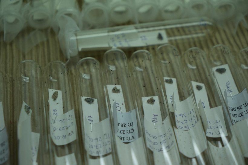 Kahverengi kokarcayla biyolojik savaş başlıyor: 750 bin samuray arı savaşacak - Resim : 1