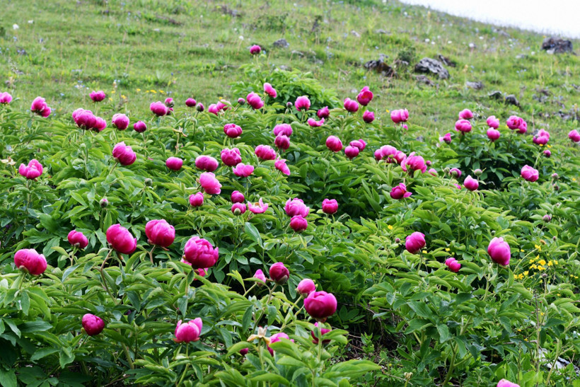 Yılda 10 gün açıyor, koparan yıllarca borç ödüyor - Resim : 1