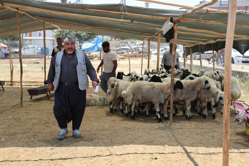 Kurbanlık fiyatları yüzde 40 düştü - Resim : 1