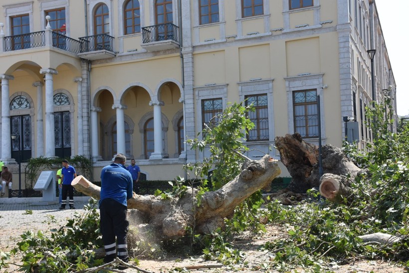 İzmir Valiliği önünde korkutan anlar: Asırlık çınar devrildi - Resim : 3