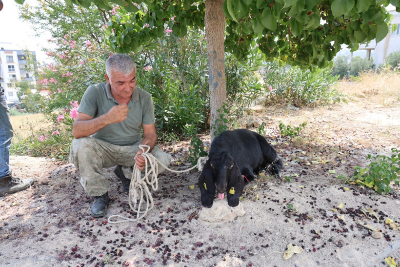 25 bin TL'lik kurbanlık keçi 10 günlük firarın ardından yakalandı - Resim : 2