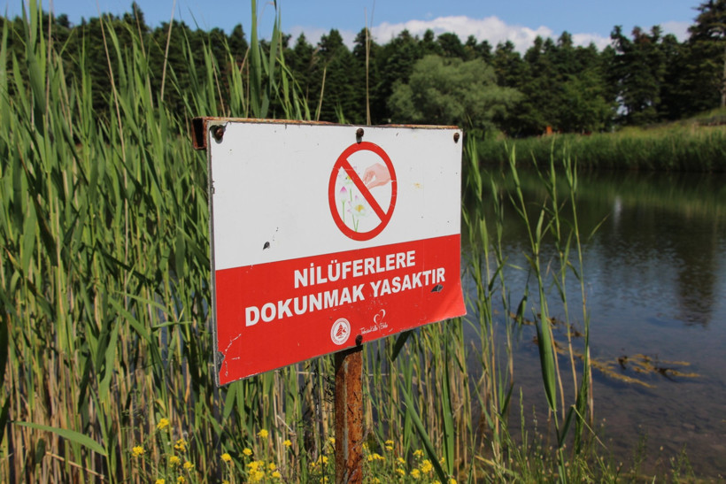 Bu çiçeği koparmanın cezası yarım milyondan fazla - Resim : 1