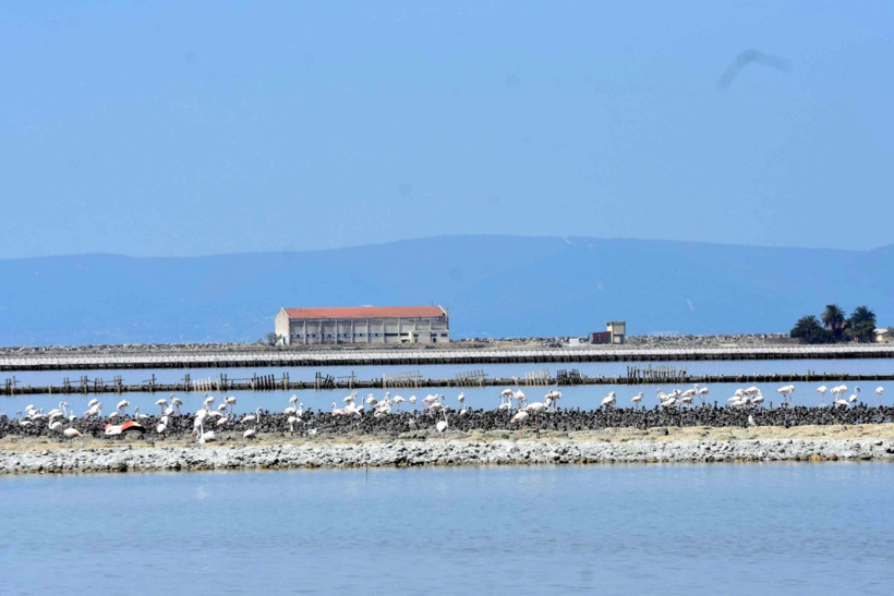 13 bin flamingo İzmir Kuş Cenneti'nde - Resim: 7