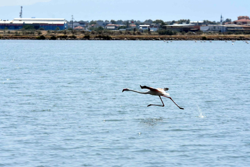 13 bin flamingo İzmir Kuş Cenneti'nde - Resim: 10