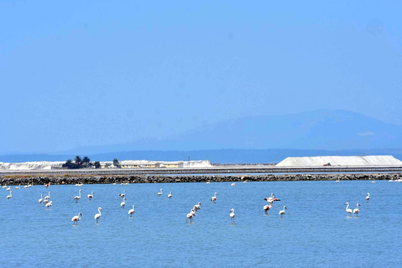 13 bin flamingo İzmir Kuş Cenneti'nde - Resim: 6
