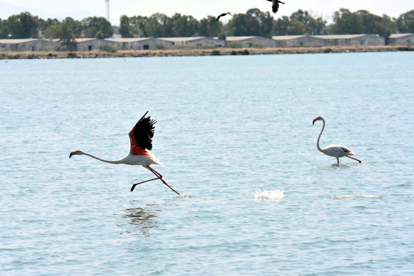 13 bin flamingo İzmir Kuş Cenneti'nde - Resim: 9